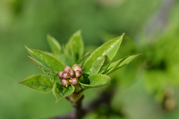 Image showing European bladdernut