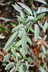 Image showing Meadow sage