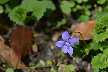 Image showing English violet