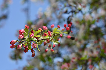 Image showing Japanese flowering crabapple