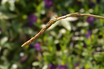 Image showing Black bryony