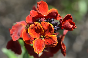 Image showing Garden wallflower