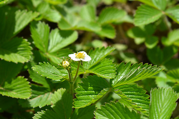 Image showing Wild strawberry flower