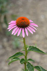 Image showing Bright Star purple coneflower