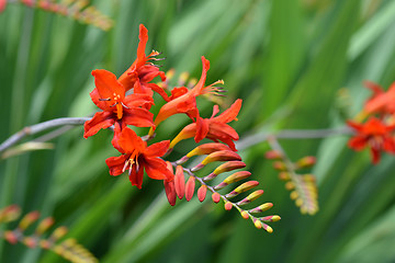 Image showing Montbretia Lucifer