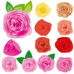 Image showing Set of different roses