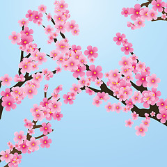 Image showing Cherry blossom, flowers of sakura, tree brunch, blue sky, spring background