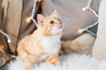 Image showing red tabby cat on sofa with sheepskin at home