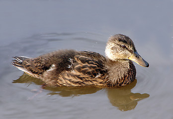 Image showing Duckling