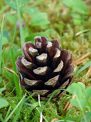 Image showing Fir cone