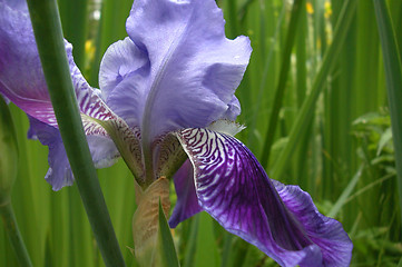 Image showing Siberian Iris