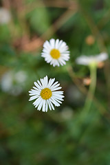 Image showing Mexican fleabane daisy