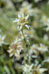 Image showing Edelweiss