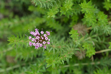 Image showing Caucasian crosswort