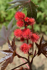 Image showing Castor oil plant