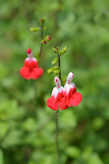 Image showing Sage Hot lips