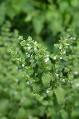 Image showing Lemon balm