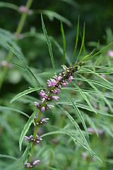 Image showing Siberian motherwort