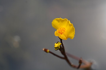 Image showing Common bladderwort