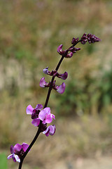 Image showing Ruby Moon Hyacinth Bean