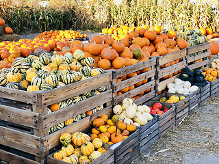 Image showing Different autumn shapes and kinds of pumpkins at the farm