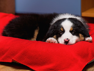 Image showing Australian shepherd puppy