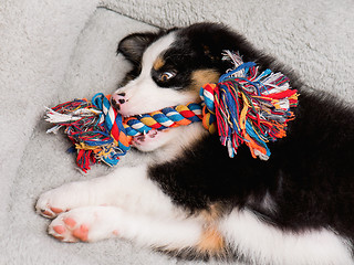 Image showing Australian shepherd puppy