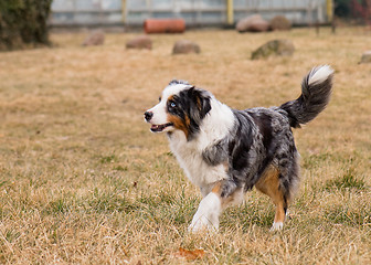 Image showing Australian Shepherd on meadow