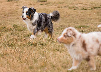 Image showing Australian Shepherd on meadow