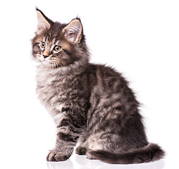 Image showing Maine Coon kitten on white