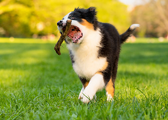 Image showing Australian shepherd puppy