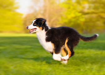 Image showing Australian shepherd puppy