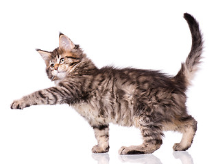 Image showing Maine Coon kitten on white