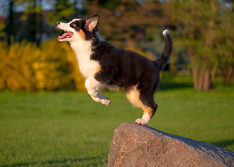 Image showing Australian shepherd puppy