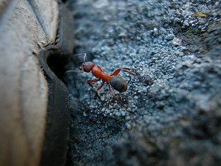 Image showing Ant