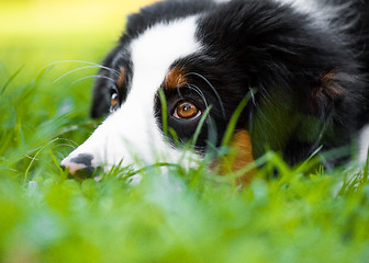 Image showing Australian shepherd puppy