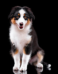 Image showing Australian shepherd puppy