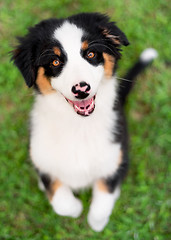 Image showing Australian shepherd puppy