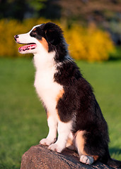 Image showing Australian shepherd puppy