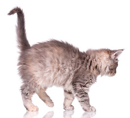 Image showing Maine Coon kitten on white