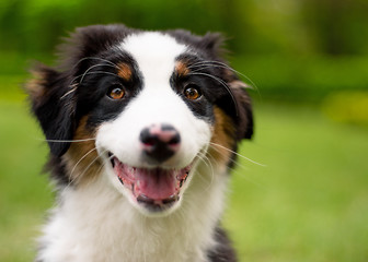 Image showing Australian shepherd puppy