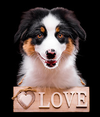 Image showing Australian shepherd puppy