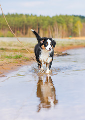 Image showing Australian shepherd puppy