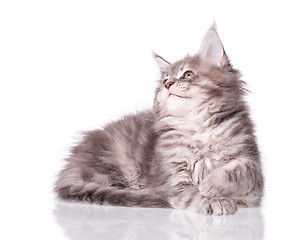 Image showing Maine Coon kitten on white