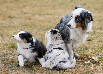 Image showing Australian shepherd puppy