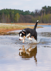 Image showing Australian shepherd puppy