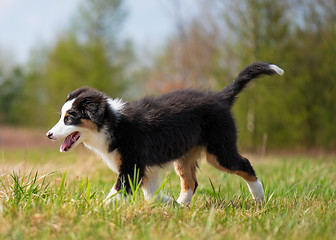 Image showing Australian shepherd puppy