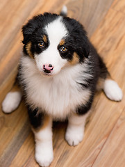 Image showing Australian shepherd puppy