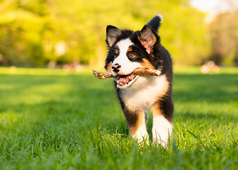 Image showing Australian shepherd puppy