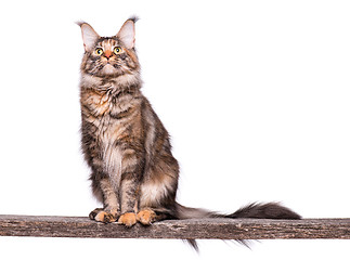 Image showing Maine Coon cat 